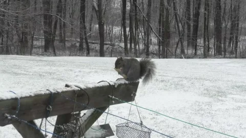 Gray Squirrel Eats Bird Suet Stock Footage 145916601