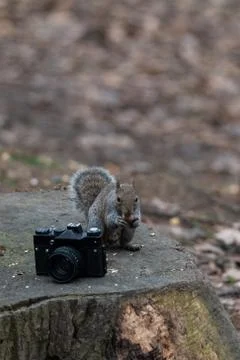 A gray squirrel eats a peanut near an old camera Stock Photos