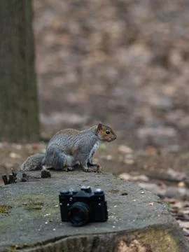 A gray squirrel eats a peanut near an old camera Stock Photos