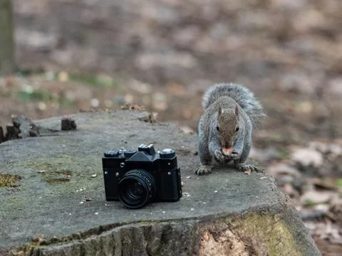A gray squirrel eats a peanut near an old camera Stock Photos