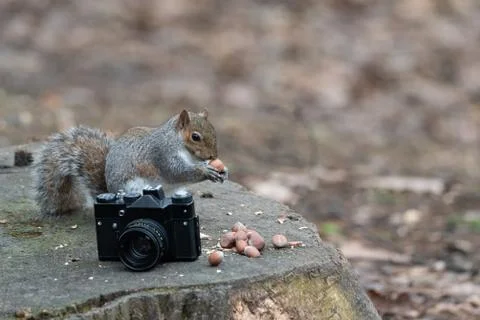A gray squirrel eats a peanut near an old camera Stock Photos