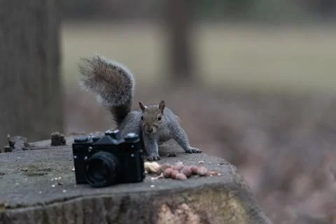 A gray squirrel eats a peanut near an old camera Stock Photos