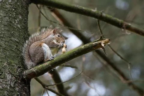 Gray squirrel eats a peanut perched on a tree branch Stock Photos