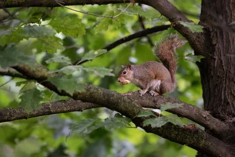 Gray squirrel eats a peanut perched on a tree branch Stock Photos