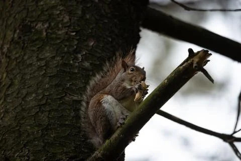 Gray squirrel eats a peanut perched on a tree branch Stock Photos