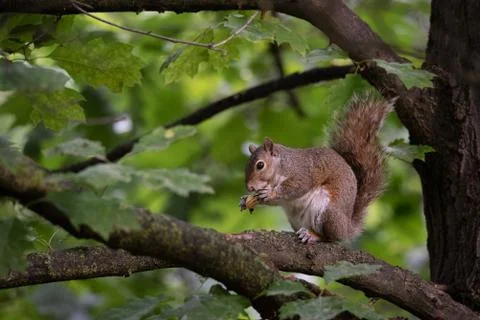 Gray squirrel eats a peanut perched on a tree branch Stock Photos