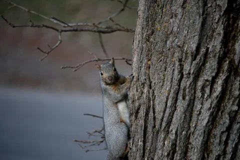 Gray Squirrel Facing You Stock Photos