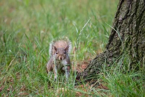 Gray squirrel at the foot of a tree Stock Photos
