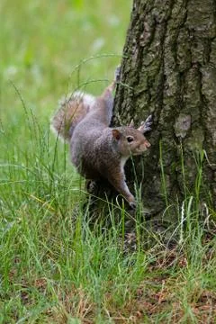 Gray squirrel at the foot of a tree Stock Photos