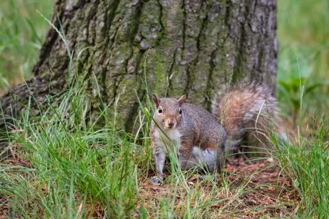Gray squirrel at the foot of a tree Stock Photos