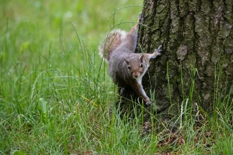 Gray squirrel at the foot of a tree Stock Photos