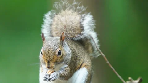 Gray Squirrel Stock Footage 50629059