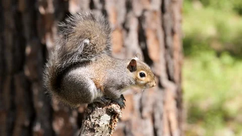 Gray Squirrel Stock Footage 175375418