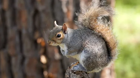 Gray Squirrel 動画素材 176911127