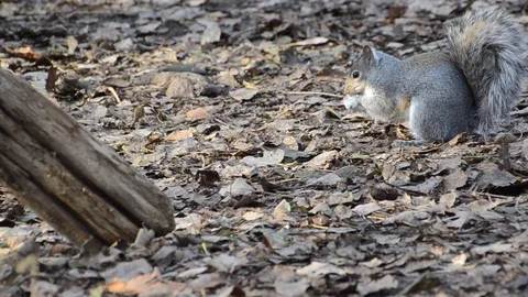 Gray Squirrel Foraging In Autumn Video stock 120268413