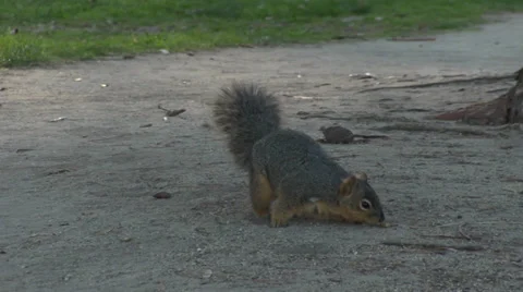 Gray Squirrel Foraging For Food Stock Footage 36414187