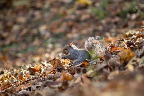 Gray squirrel in the foreground eating peanut Stock Photos