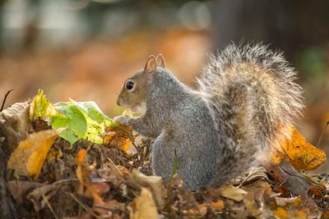 Gray squirrel in the foreground eating peanut Stock Photos