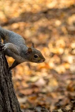 Gray squirrel in the foreground eating peanut Stock Photos