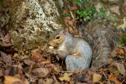 Gray squirrel in the foreground eating peanut Stock Photos