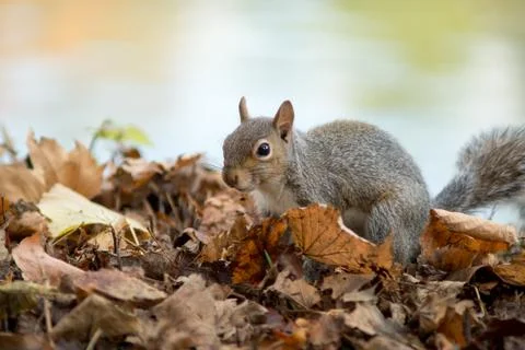 Gray squirrel in the foreground eating peanut Stock Photos