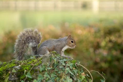 Gray squirrel in the foreground eating peanut Stock Photos