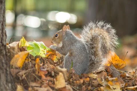 Gray squirrel in the foreground eating peanut Stock Photos