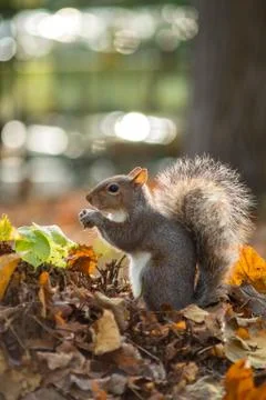 Gray squirrel in the foreground eating peanut Stock Photos