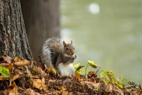 Gray squirrel in the foreground eating peanut Stock Photos