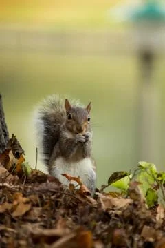 Gray squirrel in the foreground eating peanut Stock Photos