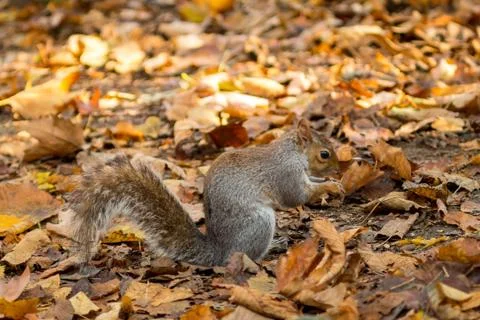 Gray squirrel in the foreground eating peanut Stock Photos