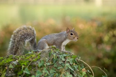 Gray squirrel in the foreground eating peanut Stock Photos