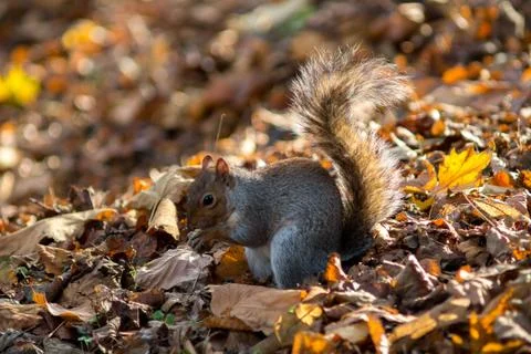 Gray squirrel in the foreground eating peanut Stock Photos