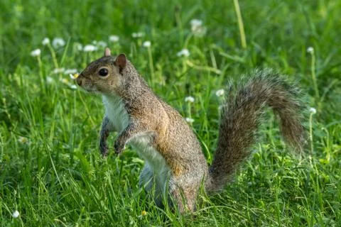 Gray squirrel in front of a tree eats a hazelnut holding it with paws. Stock Photos