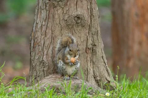 Gray squirrel in front of a tree eats a hazelnut holding it with paws. Stock Photos