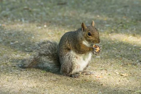 Gray squirrel in front of a tree eats a hazelnut holding it with paws. Stock Photos