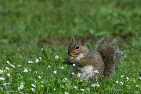 Gray squirrel in front of a tree eats a hazelnut holding it with paws. Stock Photos