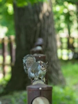Gray squirrel in front of a tree eats a hazelnut holding it with paws. Stock Photos
