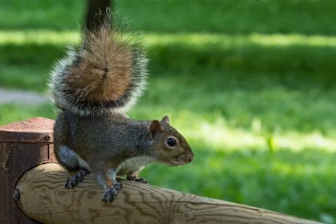 Gray squirrel in front of a tree eats a hazelnut holding it with paws. Stock Photos