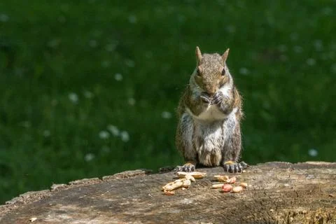 Gray squirrel in front of a tree eats a hazelnut holding it with paws. Stock Photos