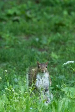Gray squirrel in front of a tree eats a hazelnut holding it with paws. Stock Photos