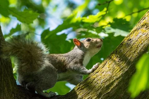 Gray squirrel in front of a tree eats a hazelnut holding it with paws. Stock Photos