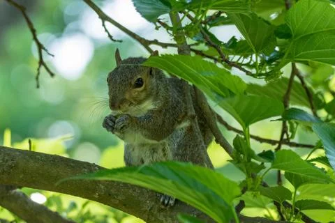 Gray squirrel in front of a tree eats a hazelnut holding it with paws. Stock Photos