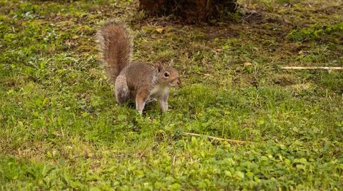 Gray squirrel in the garden Stock Photos