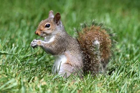 Gray squirrel in grass Stock Photos