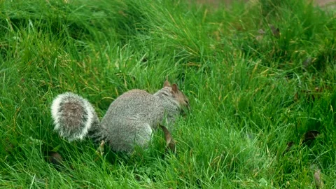 Gray squirrel hiding nut in green grass for winter Stock Footage 326156680