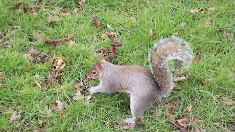 Gray squirrel hiding nuts underground grass. Patting ground Video stock 78733917