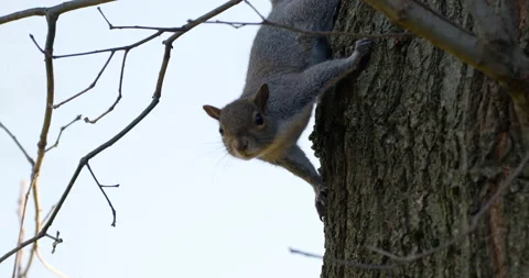 Gray Squirrel Hiding Tree Video stock 171873084