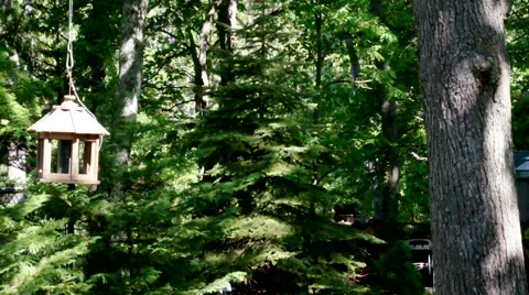 Gray Squirrel jumping from tree to wooden bird feeder in backyard forest Stock Footage 43766312