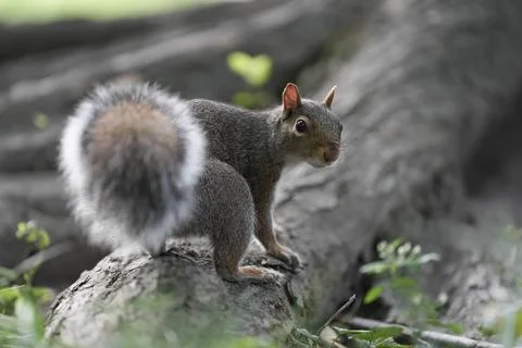 Gray squirrel on log in Central Park Stock Photos
